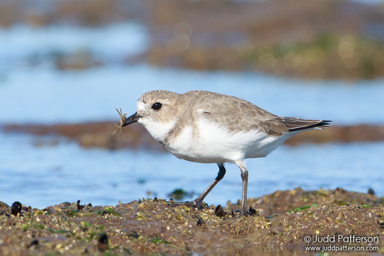 Double-banded Plover, Argentina